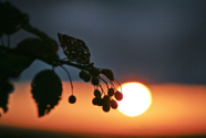 Mehlbeerensonne_7-8-2011